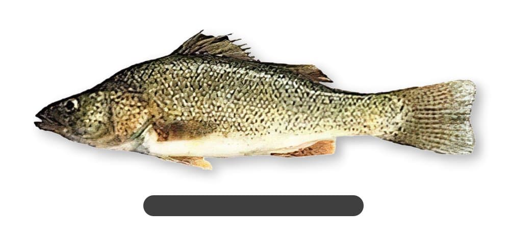 Percha Trucha (Percichthys trucha)